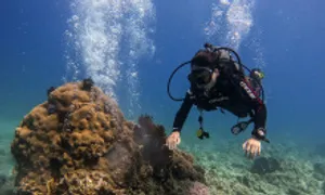 Tìm được đồ cổ dưới biển có phải giao nộp không?